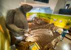 Un día como hoy, pero de 1832, llegaba a Punta Alta el naturalista Charles Darwin