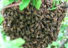 El Municipio de Coronel Rosales recomienda comunicarse con Protección Ciudadana ante aparición de enjambre de abejas 