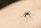 Advierten sobre la presencia de moscas y mosquitos pese a trabajos de fumigación