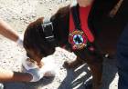 Tornquist: se suman perros del K9 de Punta Alta a la búsqueda de un joven de 26 años