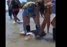 Villa del Mar: Investigadores de la UNS liberaron a una tortuga marina que había sido rescatada 