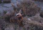 Rescataron a un lobo marino en la zona del puente negro de Villa del Mar