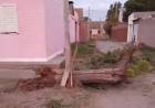 Una camioneta chocó contra un árbol, un poste y al momento de asistir al conductor, éste huyó