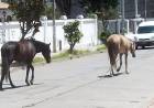 Se podrán realizar denuncias por ruidos molestos y animales sueltos en la vía pública
