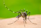 Se creó un Comité Sanitario Municipal contra el Dengue