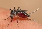Vacunarán a quienes hayan tenido Dengue en Coronel Rosales