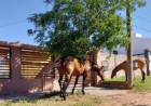“A partir del 1 de enero vamos a empezar a secuestrar a los animales sueltos”, afirmaron desde Defensa Civil