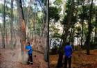 Pehuen Co: Talaron árboles secos y muertos, con riesgo de caída en el Bosque Encantado