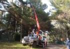 La Cooperativa Eléctrica realizó trabajos de poda en Pehuen Co