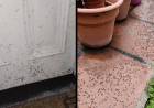 En Pehuen Co vecinos aseguran que hay una invasión de moscas