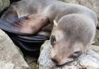 Una cría de lobo marino fue registrado por un vecino en Arroyo Pareja