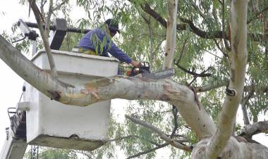 Este martes se realizará un corte de calle para extracción de un árbol en Avenida Paso
