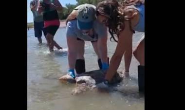 Villa del Mar: Investigadores de la UNS liberaron a una tortuga marina que había sido rescatada 