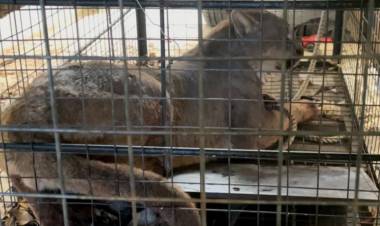 Capturaron a un puma suelto en un barrio de nuestra ciudad