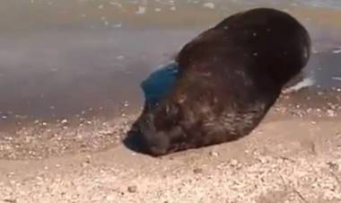 Filman a un lobo marino en presunto mal estado en la costa de Punta Ancla
