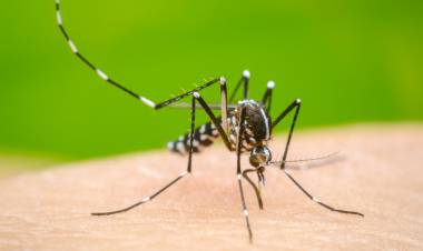 El Municipio de Coronel Rosales recomienda medidas de prevención ante el dengue 
