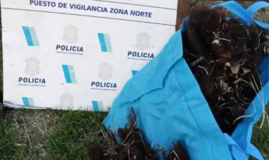 Se realizaron varios allanamientos con resultado positivo