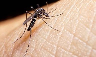 El 80 por ciento las obras sociales no cubre la vacuna contra el dengue