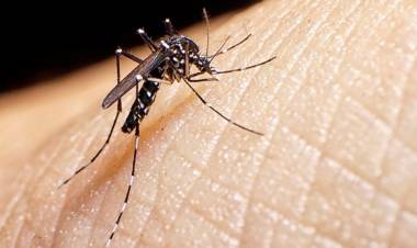 “Hasta ahora no apareció ningún mosquito Aedes, pero no quiere decir que no esté”, afirmó Gómez