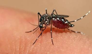 Confirmaron el primer caso de dengue autóctono en la provincia de Buenos Aires