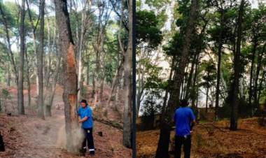 Pehuen Co: Talaron árboles secos y muertos, con riesgo de caída en el Bosque Encantado