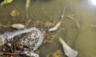 Invasión de gusanos cola de rata en los desbordes cloacales de calle Mitre al 100