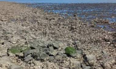 Alianza científica para monitorear las costas bonaerenses y norpatagónicas