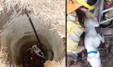Bomberos Voluntarios de Pehuen Co rescataron a un perro que había caído a un pozo