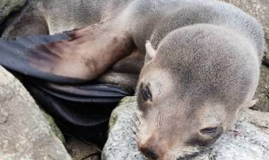 Presencia de lobos marinos en la costa rosaleña: “llegan a descansar, no hay que intervenir ni acercarse”