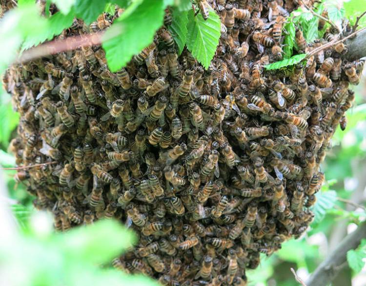 El Municipio de Coronel Rosales recomienda comunicarse con Protección Ciudadana ante aparición de enjambre de abejas 