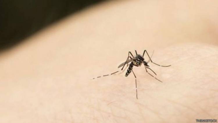Advierten sobre la presencia de moscas y mosquitos pese a trabajos de fumigación