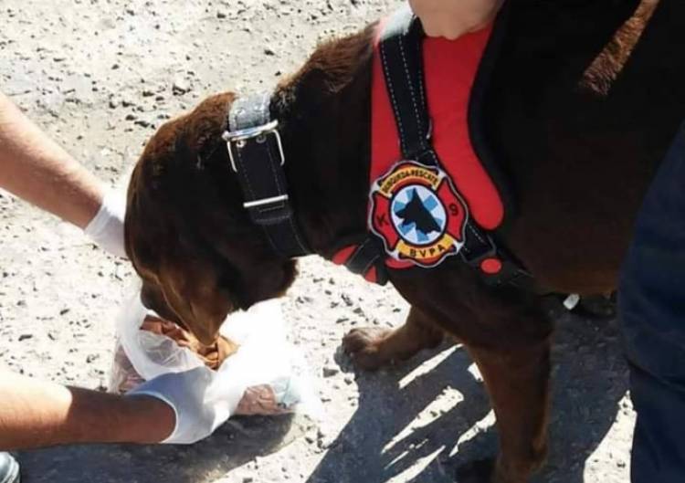 Tornquist: se suman perros del K9 de Punta Alta a la búsqueda de un joven de 26 años