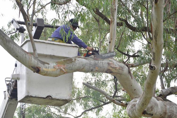 Este martes se realizará un corte de calle para extracción de un árbol en Avenida Paso