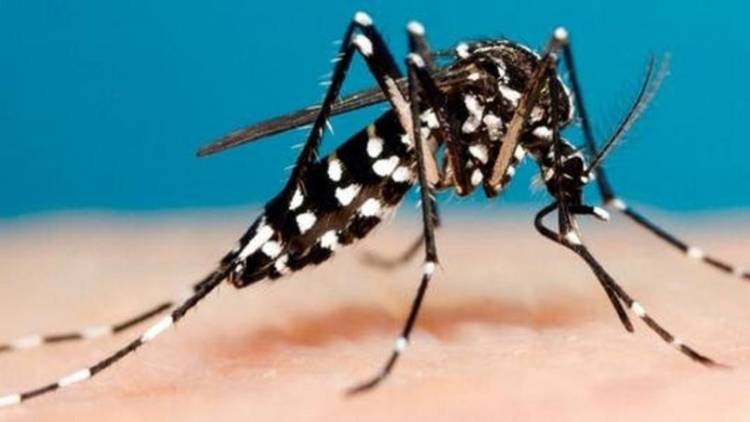 Tres internados por dengue y hay más casos sospechosos en Punta Alta