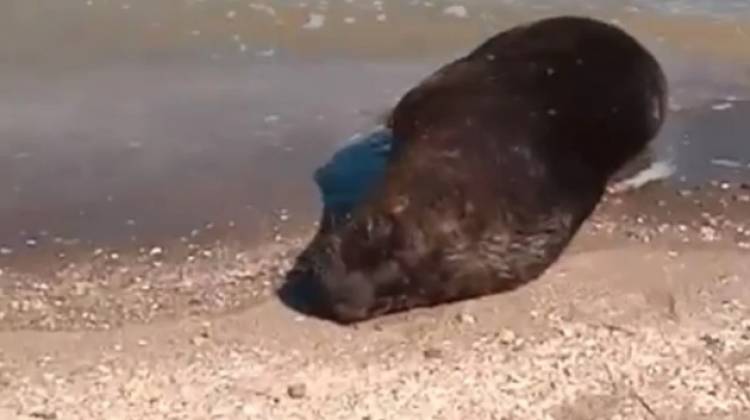 La Armada Argentina cerró preventivamente la playa Punta Ancla por la aparición del lobo marino