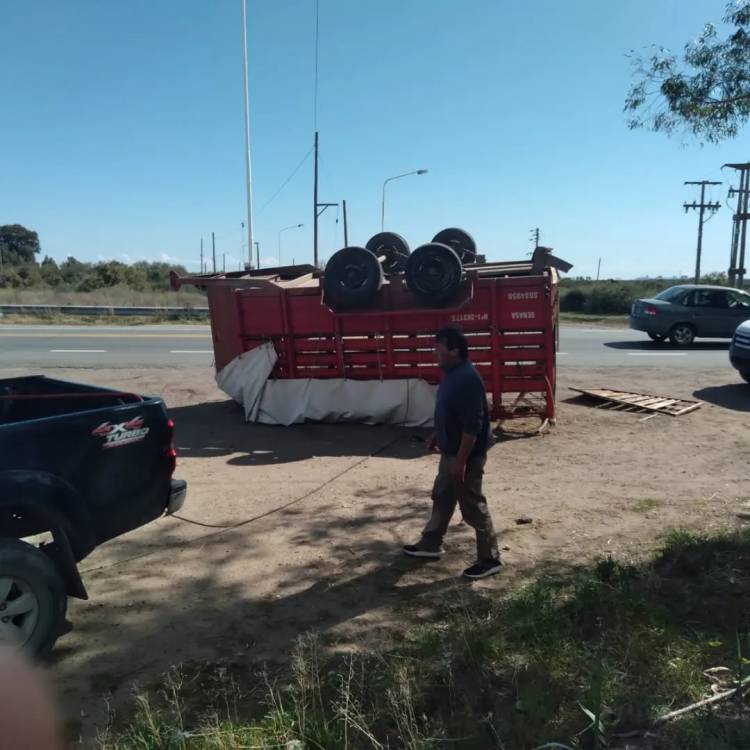Volcó un carro que transportaba terneros en la ruta 229