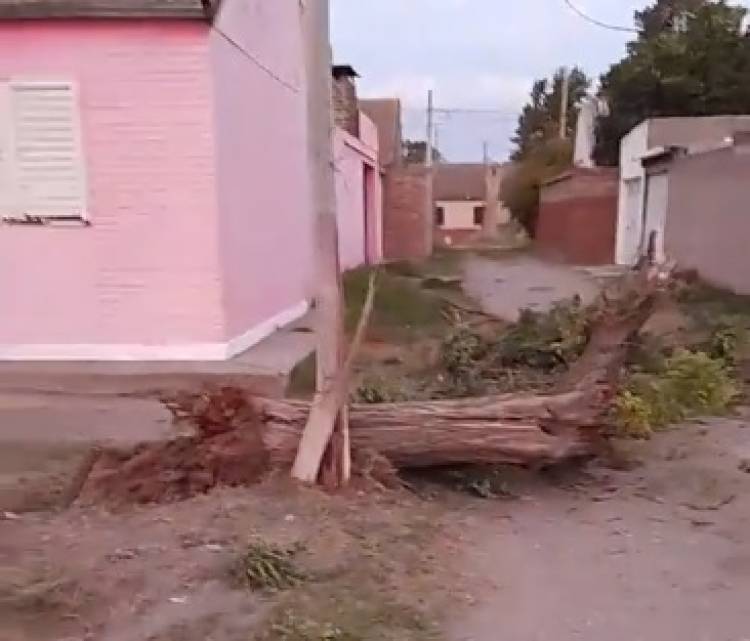 Una camioneta chocó contra un árbol, un poste y al momento de asistir al conductor, éste huyó