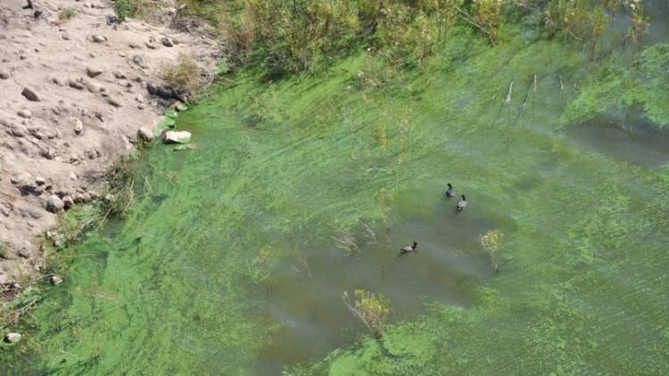 ABSA pide racionar el agua por presencia de algas en el dique Paso de las Piedras
