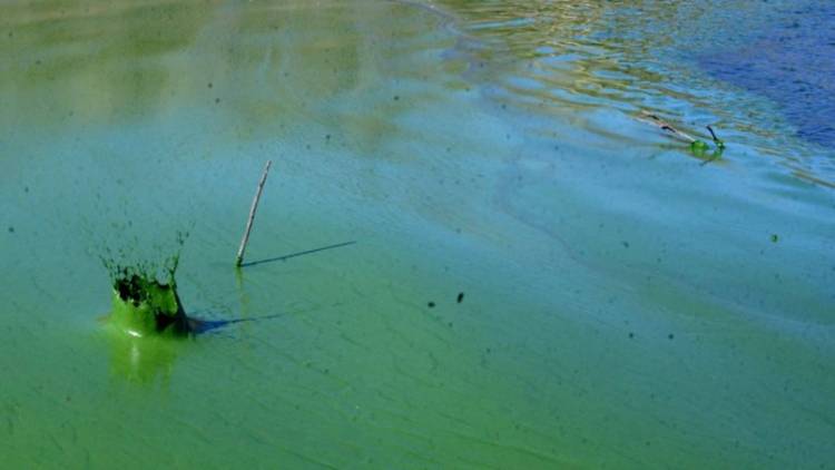 Otra vez las algas: ABSA informó nuevos problemas con el agua de red para Bahía y Punta