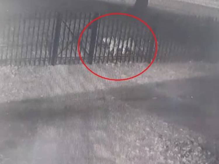 Advierten sobre un puma suelto en la Base Naval Puerto Belgrano