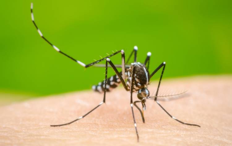 Se creó un Comité Sanitario Municipal contra el Dengue