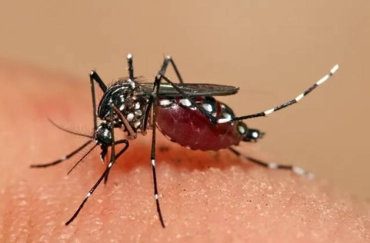 Vacunarán a quienes hayan tenido Dengue en Coronel Rosales