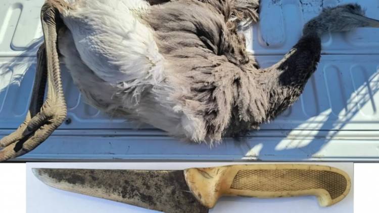 Detuvieron a un hombre por cazar ñandúes en el camino corto a Pehuen Co