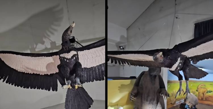 Se presentó una réplica de un Teratornítido en el Museo Darwin