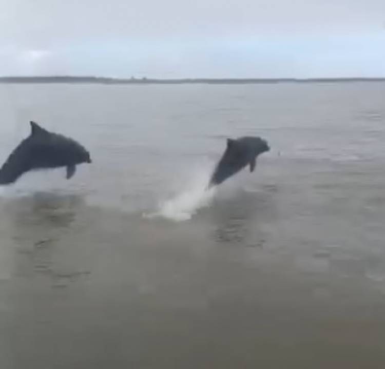 Pescadores de Villa del Mar fueron sorprendidos por delfines en la ría rosaleña