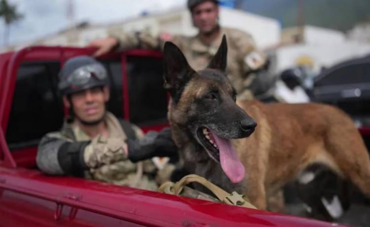La historia de Bart, el perro argentino que se convirtió en héroe en Venezuela