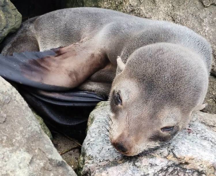 Una cría de lobo marino fue registrado por un vecino en Arroyo Pareja