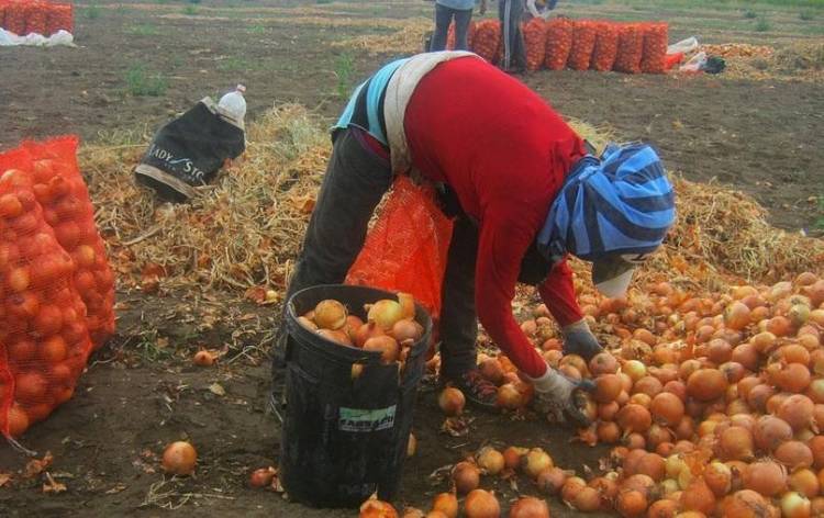 Censo Hortiflorícola: buscan definir una hoja de ruta para la próxima década